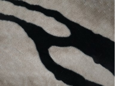 PLAID FAUVES TAUPÉ ZEBRA