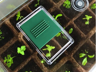 GERMINADOR SEMILLAS VERDE