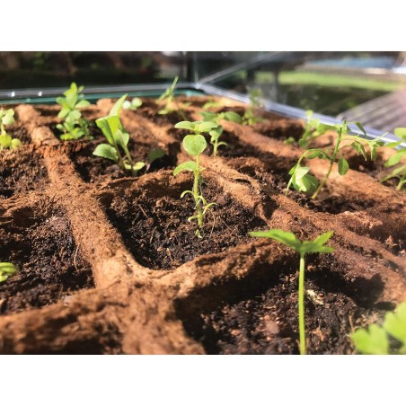 Germinador Semillas Verde