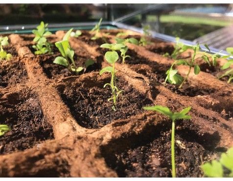 Germinador Semillas Verde