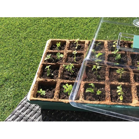 Germinador Semillas Verde