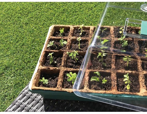 Germinador Semillas Verde