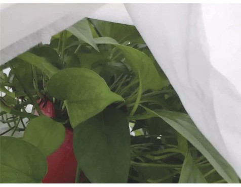 Tela Protectora Cultius I Plantes