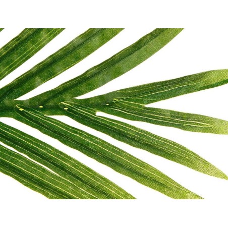 Planta Artificial Palmera