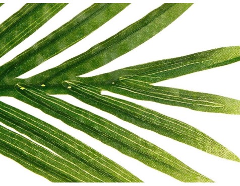 Planta Artificial Palmera