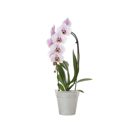 Test Madagascar Orquídia Transparent