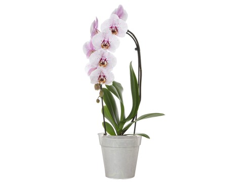Test Madagascar Orquídia Transparent