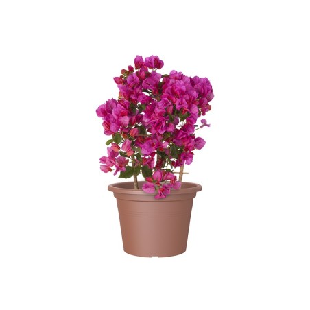 Maceta Cilindro Venezia Terracota
