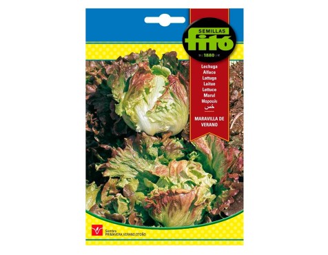 Lechuga Maravilla De Verano