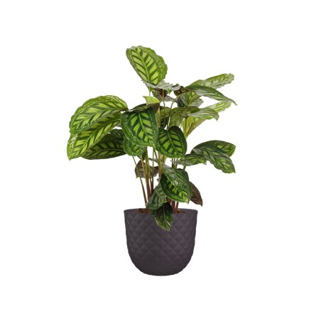 Test Havana Tropical Gris