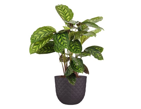 Test Havana Tropical Gris