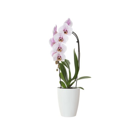 Maceta Fiji Orquídea Blanca