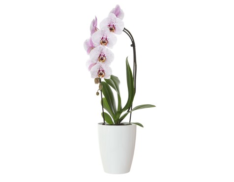 Maceta Fiji Orquídea Blanca