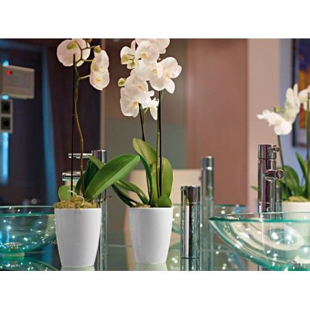 Maceta Fiji Orquídea Blanca