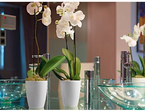 Maceta Fiji Orquídea Blanca