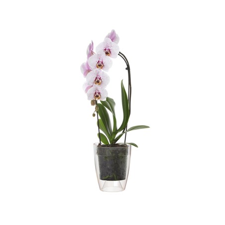 Maceta Fiji Orquídea Transparente