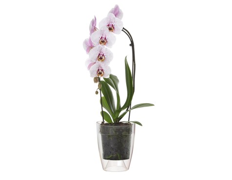 Maceta Fiji Orquídea Transparente