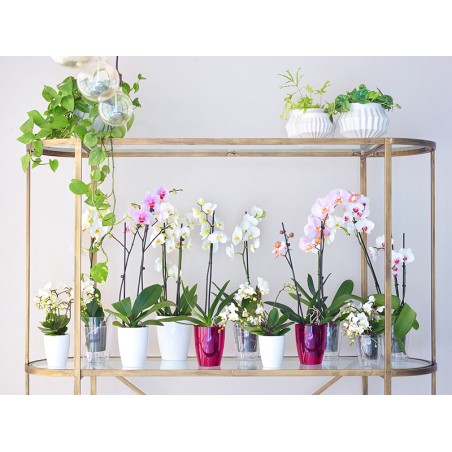 Maceta Fiji Orquídea Transparente
