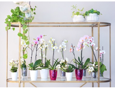 Maceta Fiji Orquídea Transparente