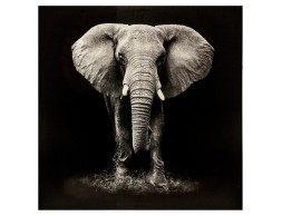 Quadre En Llenç Elefant Blanc I Negre