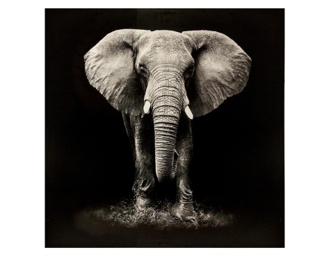 Quadre En Llenç Elefant Blanc I Negre