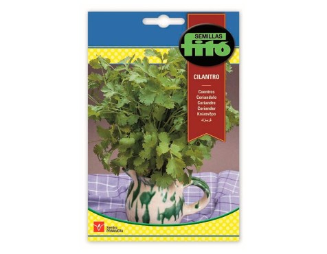 Cilantro